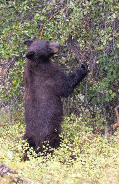Grand Teton Ulusal Parkı Wyoming 'de sonbaharda böğürtlen yiyen bir kara ayı.
