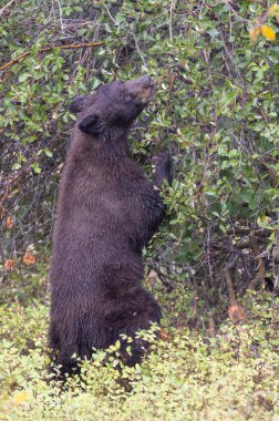 Grand Teton Ulusal Parkı Wyoming 'de sonbaharda böğürtlen yiyen bir kara ayı.