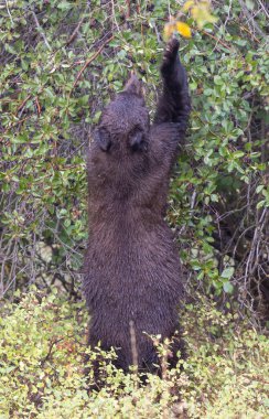 Grand Teton Ulusal Parkı Wyoming 'de sonbaharda böğürtlen yiyen bir kara ayı.