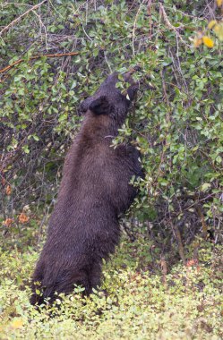 Grand Teton Ulusal Parkı Wyoming 'de sonbaharda böğürtlen yiyen bir kara ayı.