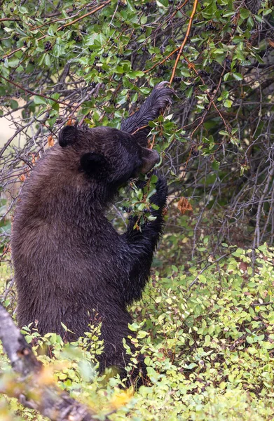 Grand Teton Ulusal Parkı Wyoming 'de sonbaharda böğürtlen yiyen bir kara ayı.