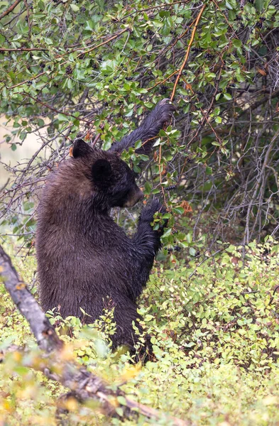 Grand Teton Ulusal Parkı Wyoming 'de sonbaharda böğürtlen yiyen bir kara ayı.