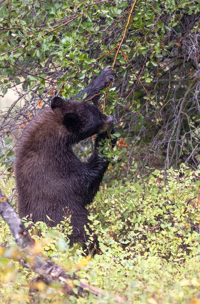 Grand Teton Ulusal Parkı Wyoming 'de sonbaharda böğürtlen yiyen bir kara ayı.