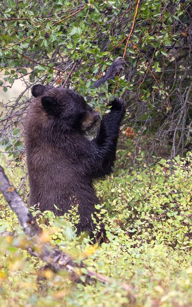 Grand Teton Ulusal Parkı Wyoming 'de sonbaharda böğürtlen yiyen bir kara ayı.