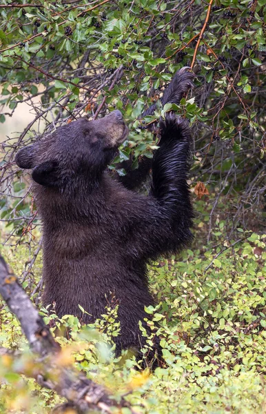Grand Teton Ulusal Parkı Wyoming 'de sonbaharda böğürtlen yiyen bir kara ayı.