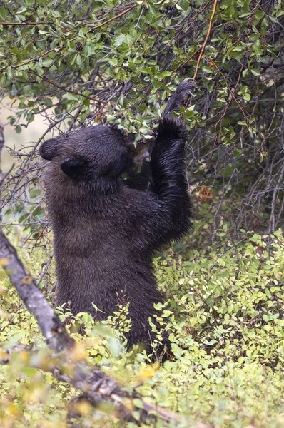 Grand Teton Ulusal Parkı Wyoming 'de sonbaharda böğürtlen yiyen bir kara ayı.