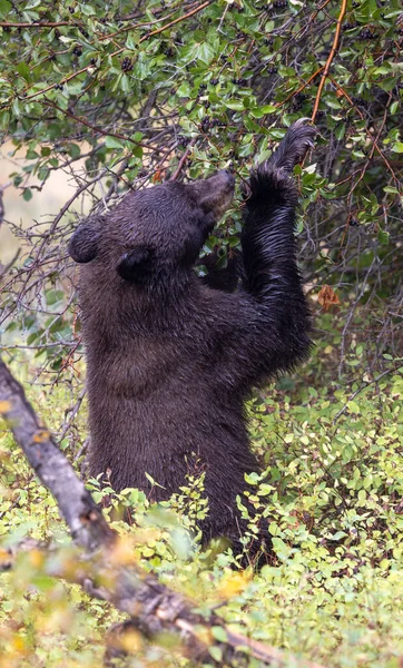 Grand Teton Ulusal Parkı Wyoming 'de sonbaharda böğürtlen yiyen bir kara ayı.