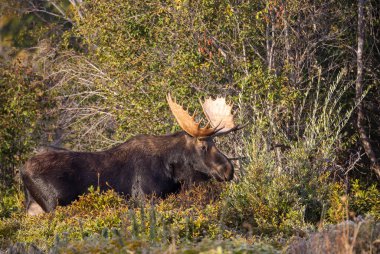 Grand Teton Ulusal Parkı Wyoming 'deki sonbahar monotonluğu sırasında bir geyik.