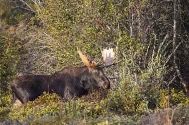 Grand Teton Ulusal Parkı Wyoming 'deki sonbahar monotonluğu sırasında bir geyik.
