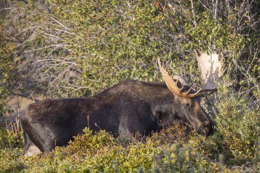 Grand Teton Ulusal Parkı Wyoming 'deki sonbahar monotonluğu sırasında bir geyik.