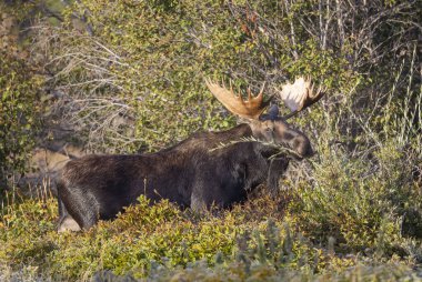 Grand Teton Ulusal Parkı Wyoming 'deki sonbahar monotonluğu sırasında bir geyik.