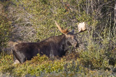 Grand Teton Ulusal Parkı Wyoming 'deki sonbahar monotonluğu sırasında bir geyik.