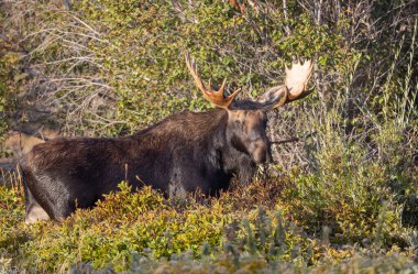 Grand Teton Ulusal Parkı Wyoming 'deki sonbahar monotonluğu sırasında bir geyik.