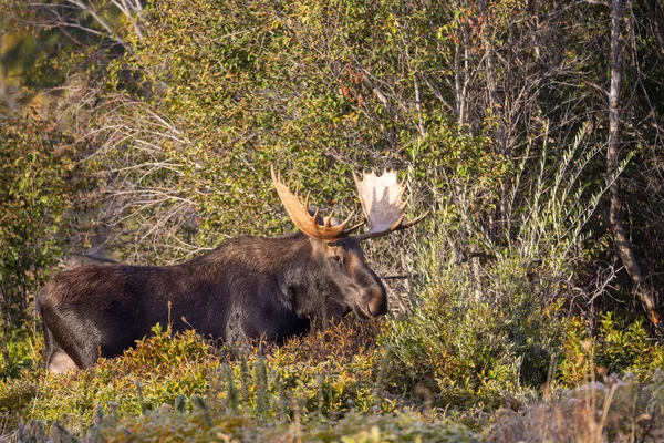 Grand Teton Ulusal Parkı Wyoming 'deki sonbahar monotonluğu sırasında bir geyik.