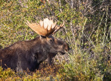Grand Teton Ulusal Parkı Wyoming 'deki sonbahar monotonluğu sırasında bir geyik.
