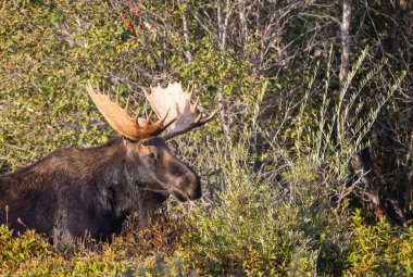 Grand Teton Ulusal Parkı Wyoming 'deki sonbahar monotonluğu sırasında bir geyik.