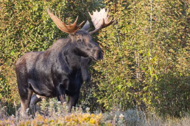 Grand Teton Ulusal Parkı Wyoming 'deki sonbahar monotonluğu sırasında bir geyik.