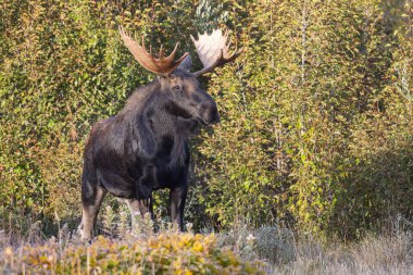 Grand Teton Ulusal Parkı Wyoming 'deki sonbahar monotonluğu sırasında bir geyik.
