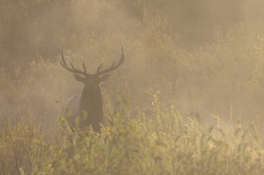 Grand Teton Ulusal Parkı Wyoming 'de, nemli bir sonbahar sabahında, tekdüze bir geyik.