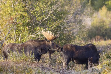 Grand Teton Ulusal Parkı Wyoming 'de sonbaharda azgın bir boğa ve inek.