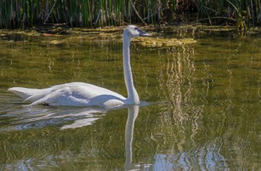 Trompetçi kuğu yazın Idaho 'da bir nehirde