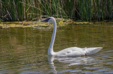 Trompetçi kuğu yazın Idaho 'da bir nehirde