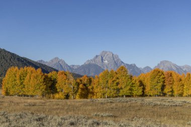 Grand Teton Ulusal Parkı Wyoming 'de manzaralı bir sonbahar manzarası.
