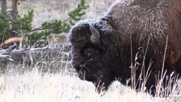 Boğa Bison vınlamak dışarı — Stok video