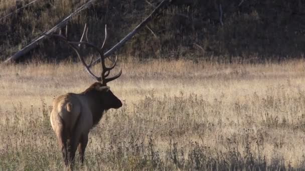 Bull Elk — Stock Video