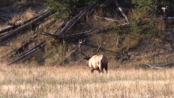 Býk elk — Stock video