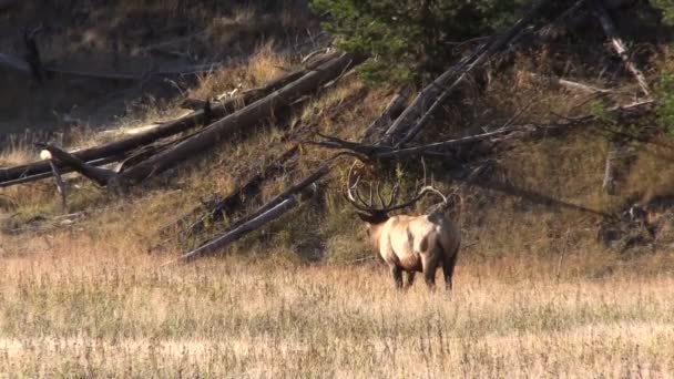 Stier elanden — Stockvideo