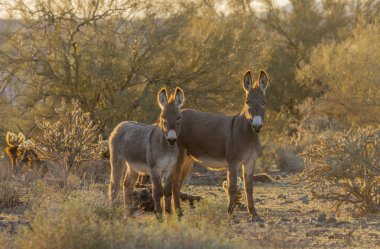 Arizona çölünde kış mevsiminde Pleasant Gölü yakınlarında yabani eşekler.