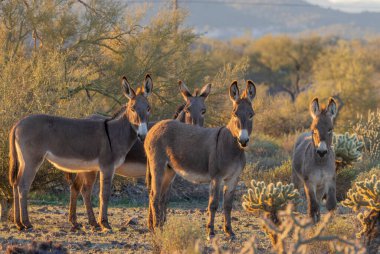 Arizona çölünde kış mevsiminde Pleasant Gölü yakınlarında yabani eşekler.