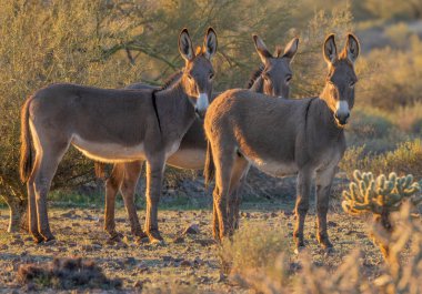 Arizona çölünde kış mevsiminde Pleasant Gölü yakınlarında yabani eşekler.