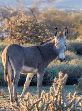 Arizona çölünde, kış mevsiminde Pleasant Gölü yakınlarında vahşi bir eşek.
