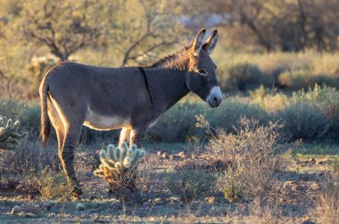 Arizona çölünde, kış mevsiminde Pleasant Gölü yakınlarında vahşi bir eşek.