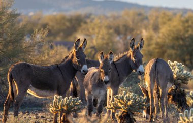 Arizona çölünde vahşi eşekler, kışın Pleasant Gölü yakınlarında.