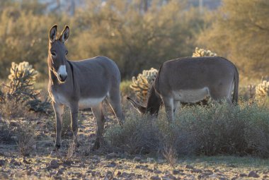 Arizona çölünde vahşi eşekler, kışın Pleasant Gölü yakınlarında.