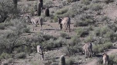 Arizona çölünde kışın vahşi eşekler sürüsü
