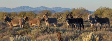 Arizona çölünde kışın vahşi eşekler
