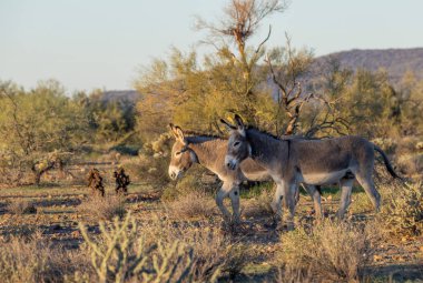 Arizona çölünde kışın vahşi eşekler