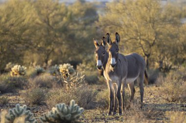 Arizona çölünde kışın vahşi eşekler