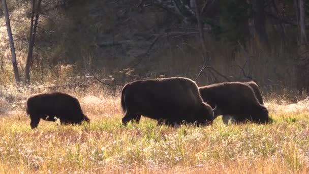 Bison sürüsü — Stok video