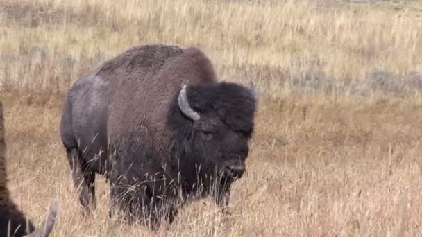 Bison in Yellowstone — Stock Video