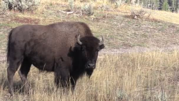 Bisonte en Yellowstone — Vídeo de stock