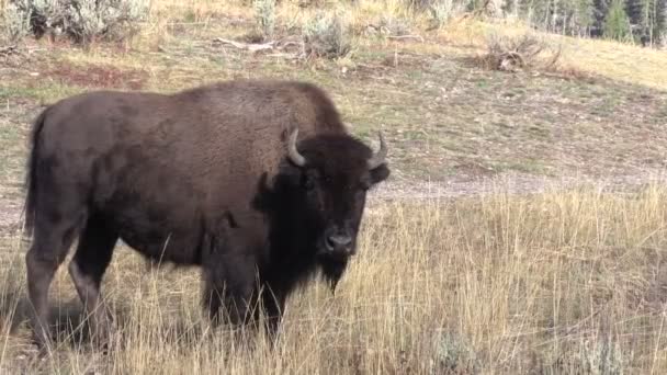 Bizon Yellowstone — Stok video