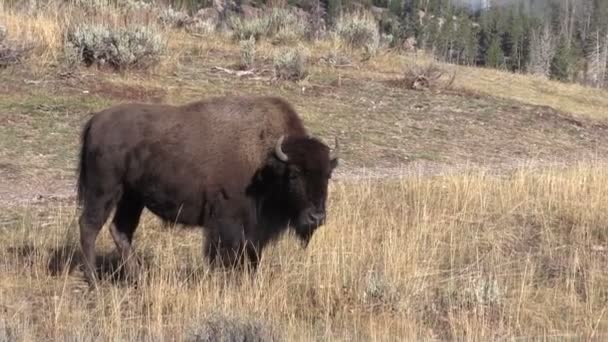 Зубри в Yellowstone — стокове відео