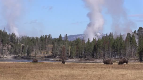 Bisonte y géiseres — Vídeo de stock