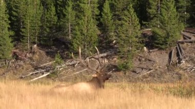 Rut 'ta Boğa Geyiği