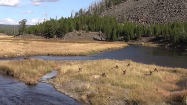 Elk Herd Bedded in the Rut — Stock Video